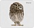 Defender Коврик для компьютерной мыши Wild Animals 220x180x2 мм, 8 видов Defender Wild Animals (50803)