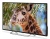 Телевизор LED PolarLine 55" 55PU11TC-SM черный/Ultra HD/50Hz/DVB-T/DVB-T2/DVB-C/USB/WiFi/Smart TV (RUS) Телевизор LED PolarLine 55" 55PU11TC-SM черный/Ultra HD/50Hz/DVB-T/DVB-T2/DVB-C/USB/WiFi/Smart TV (RUS)